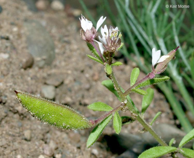 Polanisia Polanisia dodecandra redwhiskered clammyweed Go Botany