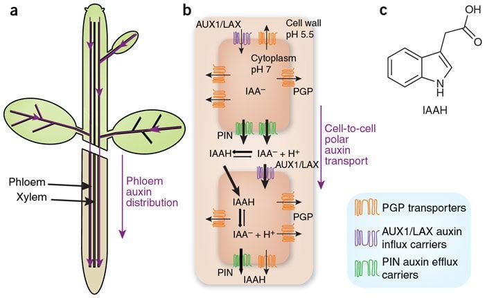 Polar auxin transport Figure 4 Auxin and other signals on the move in plants Nature