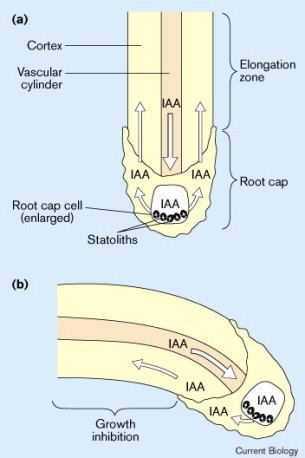 Polar auxin transport Plant hormones Ins and outs of auxin transport Current Biology