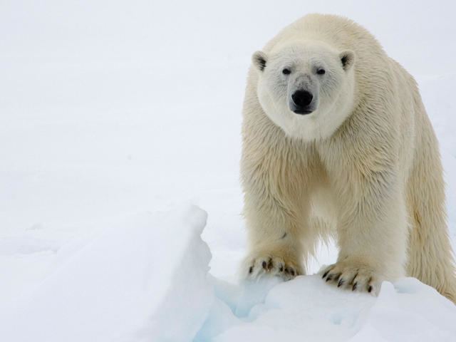 Polar bear Polar Bear Species WWF