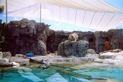 Polar Bear Shores httpsuploadwikimediaorgwikipediacommonsthu