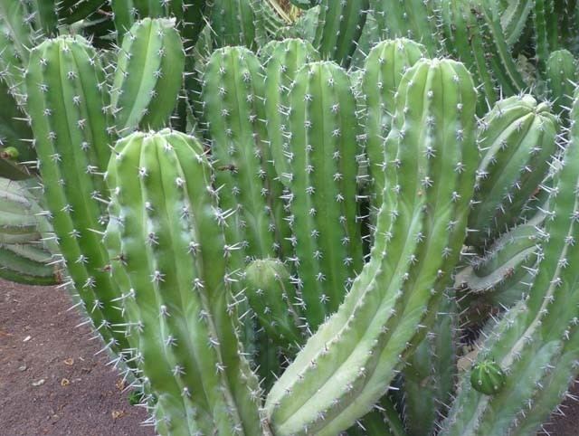 Polaskia POLASKIA CHICHIPE Cactus and succulents