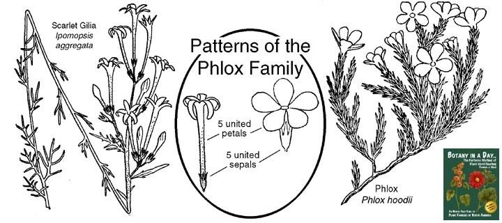 Polemoniaceae Polemoniaceae Phlox Family Identify plants and flowers