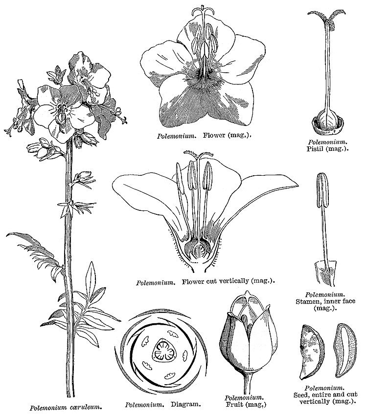 Polemoniaceae Angiosperm families Polemoniaceae Juss