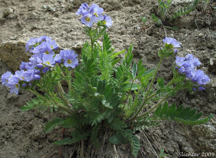 Polemonium 1000 images about Polemonium Jacob39s Ladder on Pinterest To