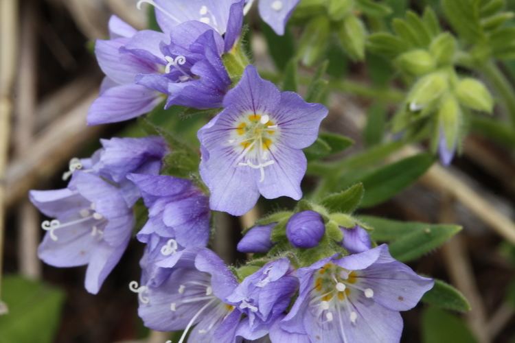 Polemonium Polemonium californicum Wikipedia