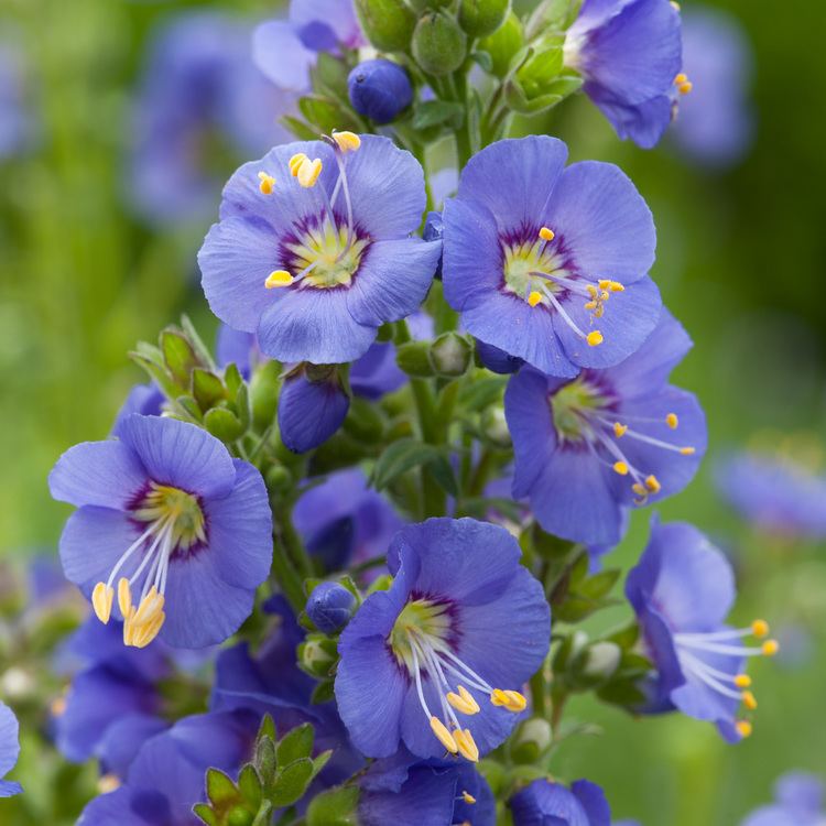 Polemonium Polemonium caeruleum Bambino Blue Jacobu2019s Ladder Dobbies