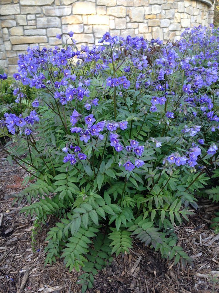 Polemonium 1000 images about Polemonium on Pinterest Gardens Stairway to