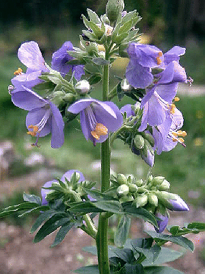 Polemonium caeruleum caeruleum