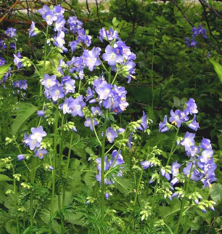 Polemonium caeruleum Polemonium caeruleum