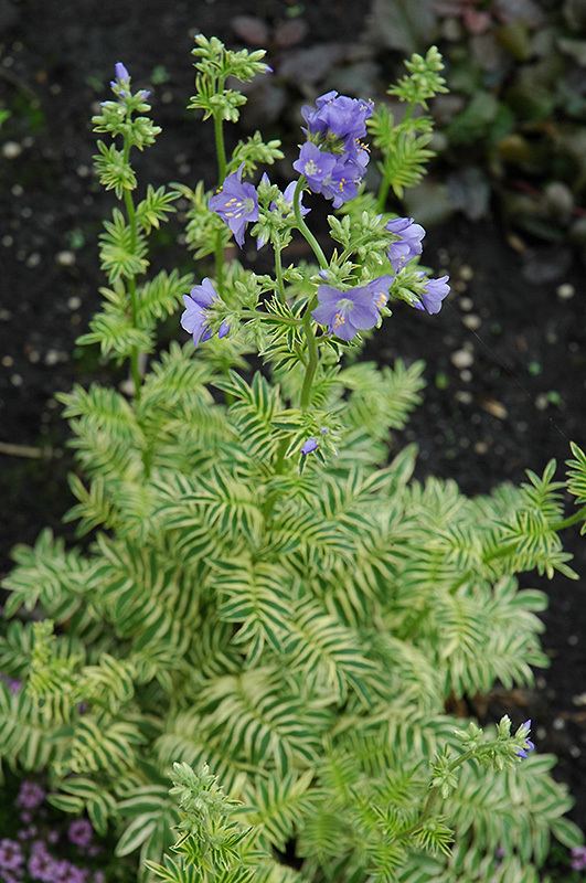 Polemonium caeruleum Brise D39Anjou Jacob39s Ladder Polemonium caeruleum 39Brise D39Anjou