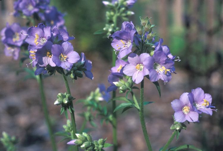 Polemonium caeruleum Polemonium caeruleum blue Jacob39sladder Go Botany