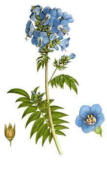 Polemonium caeruleum httpsuploadwikimediaorgwikipediacommonsthu