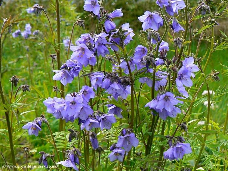 Polemonium caeruleum Polemonium caeruleum subsp himalayanum CC7325