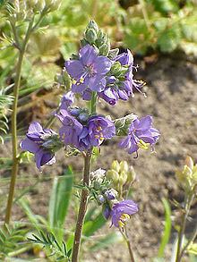 Polemonium httpsuploadwikimediaorgwikipediacommonsthu