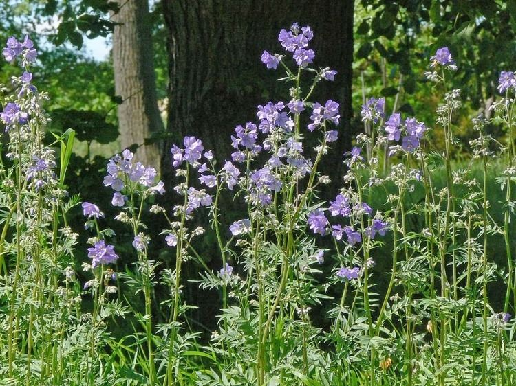 Polemonium Jacob39s Ladder Polemonium caeruleum Flowers NatureGate