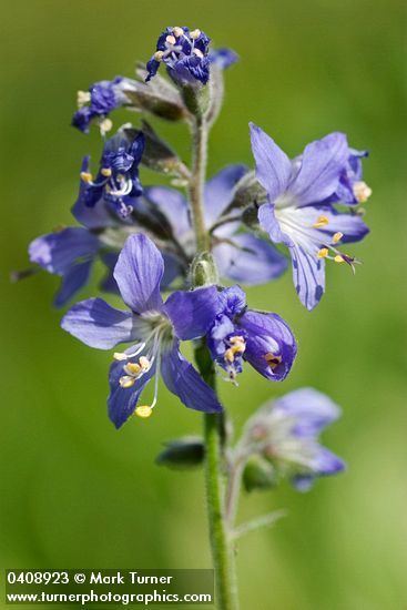 Polemonium occidentale Polemonium occidentale western Jacob39s ladder Wildflowers of the