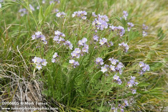 Polemonium occidentale Polemonium occidentale Western Polemonium Wildflowers of the