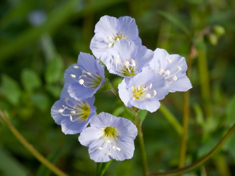 Polemonium reptans httpsuploadwikimediaorgwikipediacommons33