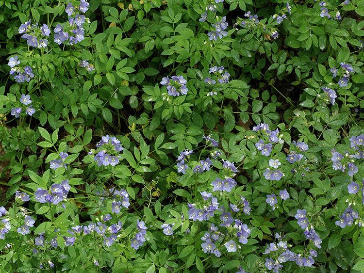 Polemonium reptans Polemonium reptans Greek valerian Discover Life