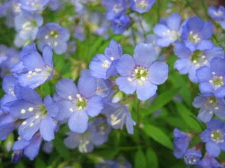 Polemonium reptans Polemonium reptans