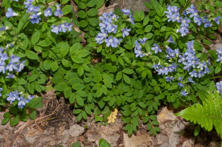 Polemonium reptans Polemonium reptans Spreading Jacob39s Ladder