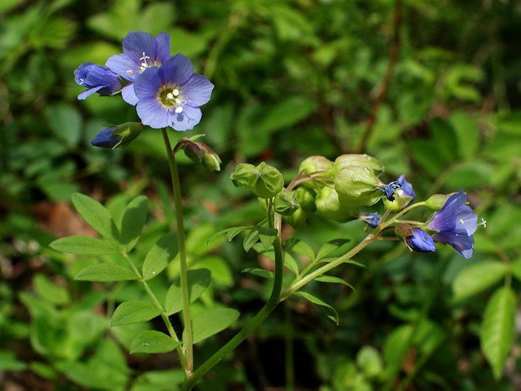 Polemonium reptans Polemonium reptans Greek valerian Discover Life