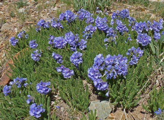 Polemonium viscosum Southwest Colorado Wildflowers Polemonium confertumviscosum