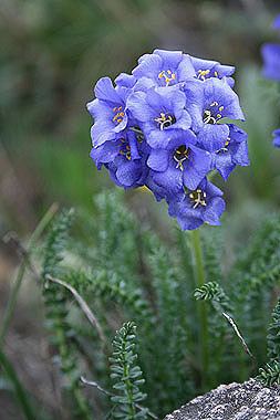 Polemonium viscosum Polemonium viscosum Colorado Wildflowers