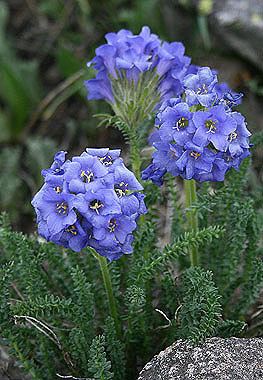 Polemonium viscosum Polemonium viscosum Colorado Wildflowers