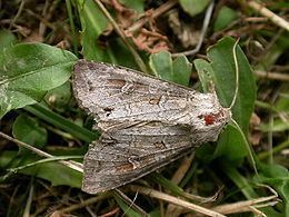 Polia (moth) httpsuploadwikimediaorgwikipediacommonsthu