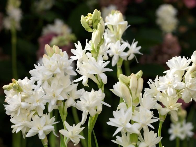 Polianthes tuberosa Braeburn Botanicals quotGardenias on a Stickquot Polianthes tuberosa