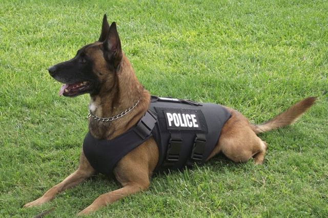 Police dog Police Dog Trained to Catch Criminals and Search for Missing People