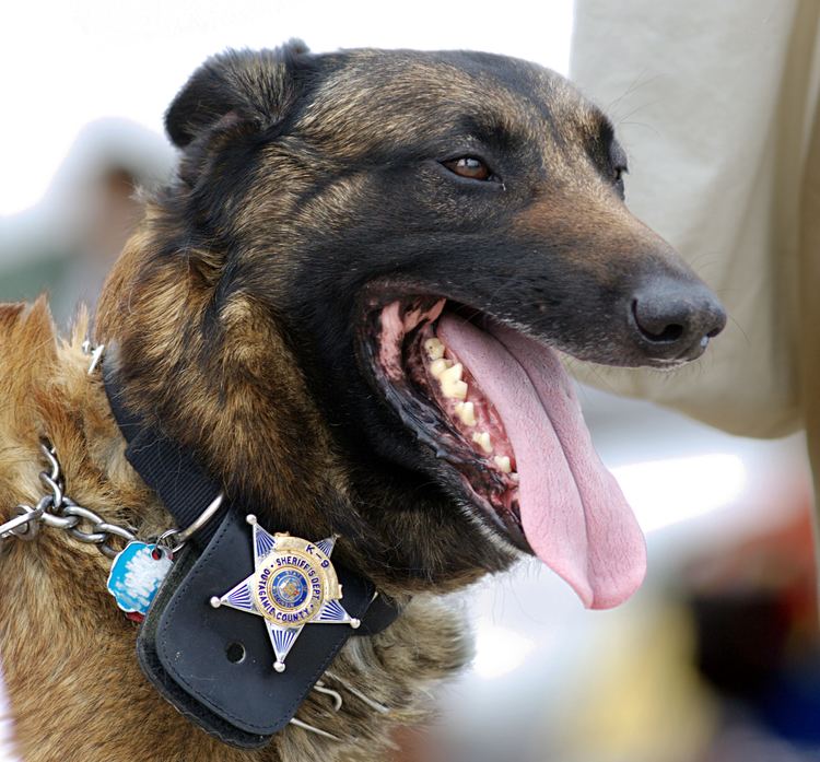 Police dog Police dog Wikipedia