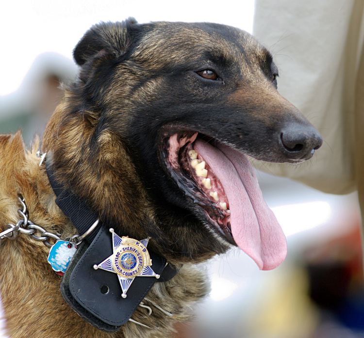 how do police dogs track criminals