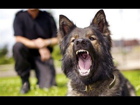 Police dog When Police Dogs Bite YouTube