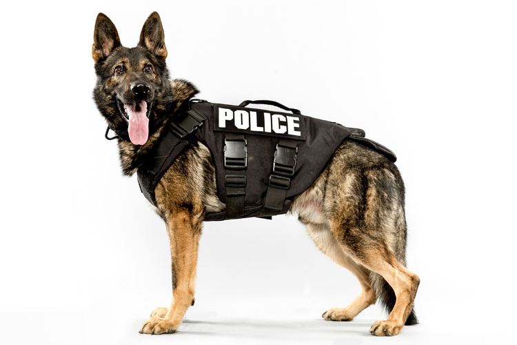 Police dog imageshuffingtonpostcom20150527143269953690