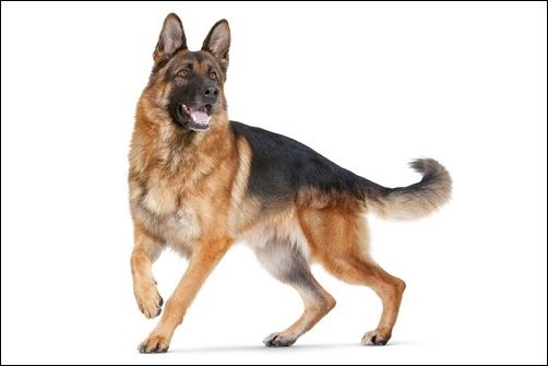 Police dog 10 Best Police Dog Breeds World39s Best Guard Dogs