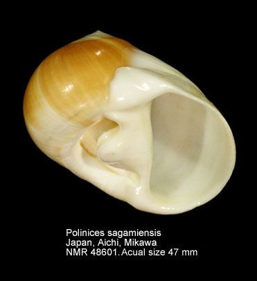 Polinices HomeNATURAL HISTORY MUSEUM ROTTERDAM Mollusca Gastropoda