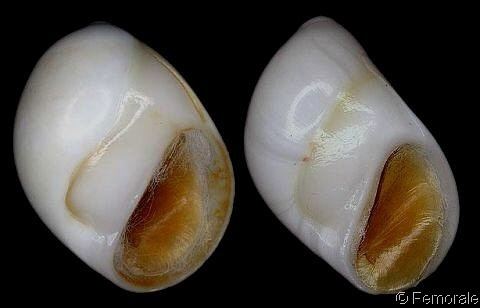 Polinices mammilla wwwgastropodscomShellImagesPRPolinicesmamm