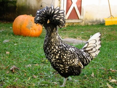 Polish chicken Silver Laced Polish Chickens Purely Poultry