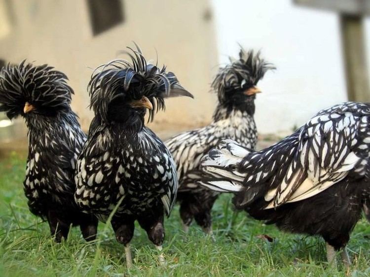 Polish chicken Silver Laced Polish Baby Chicks for Sale Cackle Hatchery