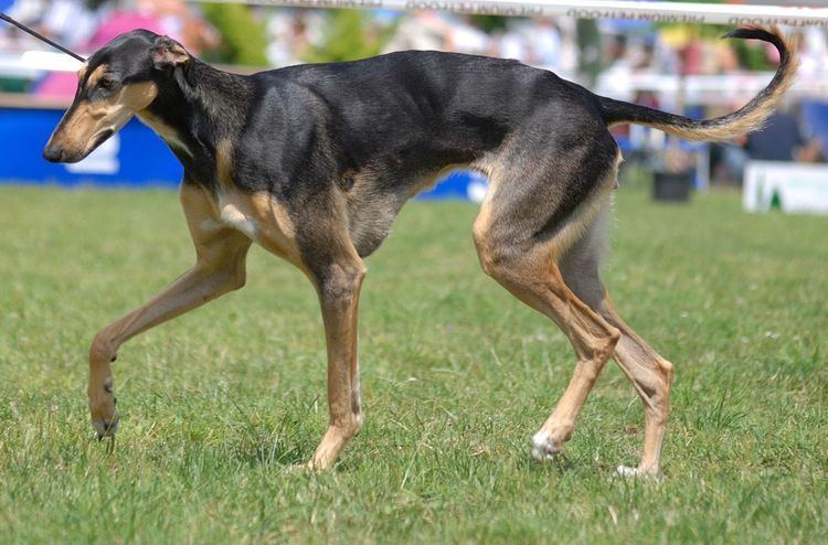 Polish Greyhound Alchetron The Free Social Encyclopedia Polish Greyhound Alchetron The Free Social Encyclopedia