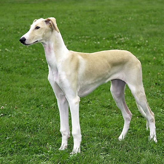 Polish Greyhound - Alchetron, The Free Social Encyclopedia