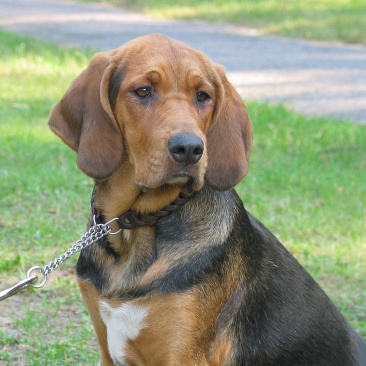 Polish Hound Polish Hound Breed Guide Learn about the Polish Hound