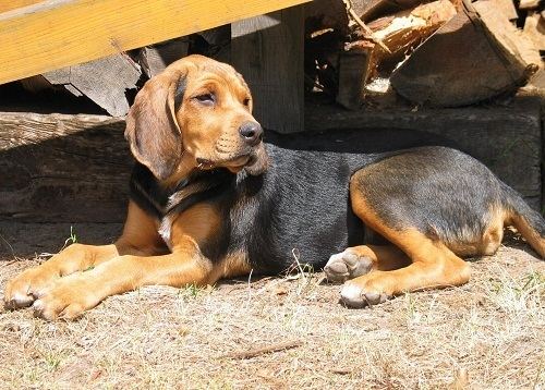 Polish Hound Polish Hound Ogar Polski Info Temperament Puppies Pictures