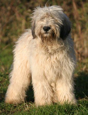 Polish Lowland Sheepdog Polish Lowland Sheepdogs What39s Good and Bad About 39Em