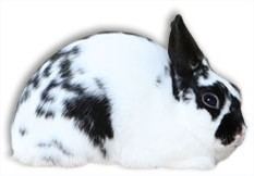 Polish rabbit rabbitbreedersuswpcontentuploadsPolishRabbit