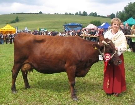 Polish Red cattle wwwregionalcattlebreedseuimgbreedspica20036