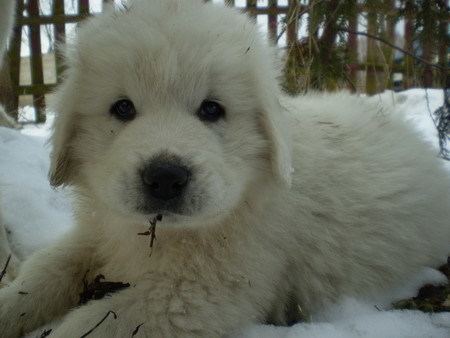 can a polish tatra sheepdog live in netherlands